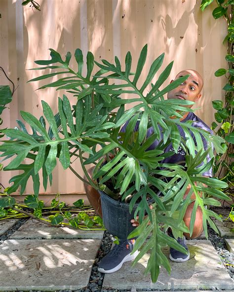 Philodendron mayoi. Things To Know About Philodendron mayoi. 